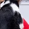 動物病院に連れてこられた猫→ママに見せた『とんでもなく尊い行動』に癒される人が続出「なんて愛らしさ」「安心するんだね」と4万表示