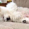 忙しい朝、ふと目をやると犬が…とんでもなくマイペースな『4度寝をかます光景』が21万再生「凄い幸せそう」「無防備さがたまらない」と悶絶