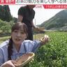 新茶でリフレッシュ！茶摘み体験＆美味しい入れ方も学べる「チャオシル」（佐賀県嬉野市）【ふるさとWish】