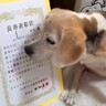 18歳を迎えたおばあちゃん犬→『長寿表彰』された結果…あまりにも素敵な『お祝いの光景』に「大切にされてるの伝わる」と1万いいね集まる
