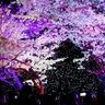 【神戸須磨】「敦盛桜2024」開催！色や映像が変わる夜桜ライトアップは圧巻！グルメフェスも