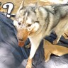キャンプ場で泥遊びする2匹のハスキー犬→『想定外の脱走』をしてしまい…目に映った『まさかの光景』が35万再生「圧倒的陽キャ」「ドヤ顔ｗ」
