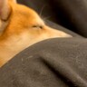 妊婦さんのお腹に頭を乗せている犬→赤ちゃんが動いた瞬間…尊すぎる『愛おしい反応』に反響「いいお姉ちゃんになる」「可愛い…癒やし」の声