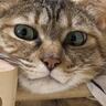 ベッドでくつろぐ猫の姿を見てみたら…思わず笑っちゃう『斬新すぎる寝方』に「吹き出してしまった」「お笑いの天才」と爆笑の声続出