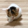 遊び疲れて眠くなってしまった赤ちゃん猫たち→ケージに向かおうとするも…『電池切れの様子』が尊すぎると悶絶の声「破壊力が凄い」「可愛い」