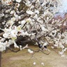 保土ケ谷公園　早春彩る梅まつり　模擬店やステージ発表も