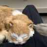 猫のぬいぐるみを撫でていたら…嫉妬した猫の『おもしろすぎる行動』が22万5000再生「手がぬっと」「夜中なのに爆笑した」