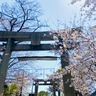 夜桜も穴場！戸畑衹園大山笠の中心神社『飛幡八幡宮』