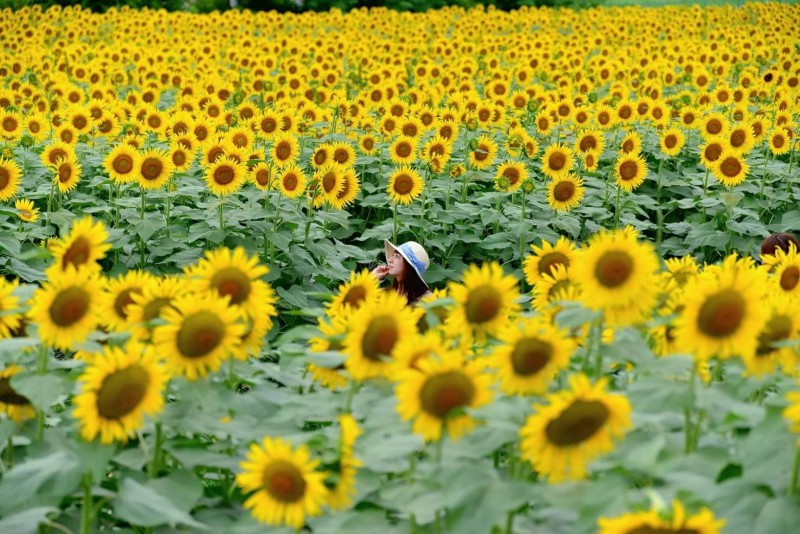 視界一面黄色の夏景色が広がる！『清瀬ひまわりフェスティバル