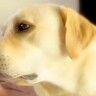甘えてくる大型犬をなでなで→なぜか『足』が…まるでスイッチが入ったかのような『個性的な行動』が11万再生「動きｗｗ」「謎だけど可愛い」