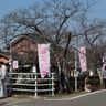 地区の人が協力して「さくら祭り」の準備、四日市の十四川の桜並木