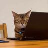 猫飼いさん在宅勤務あるある　パソコンに乗っちゃう猫、と思ったらまさかのイスにも