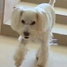 耳が聞こえなくなった兄犬→おやつの時間になると弟犬が…まさかの『自分が耳になってあげる光景』が心に響くと27万再生「素敵な兄妹」と大絶賛