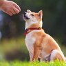 犬のしつけが上手くいかないときの理由5つ　改善すべきポイントや覚えてもらうための秘訣を解説