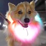すれ違った親子に『あの犬お祭りみたい！』と言われ…思った以上にパレードな『可愛すぎるお散歩風景』に1万いいね「ぜひ遭遇したい」と絶賛
