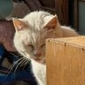 【京都にゃんこ寺】「猫の日（2/22）」に是非とも訪れたい猫寺・梅宮大社をご紹介