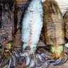 【カカリ釣り最新釣果】イカダでのエギングで良型アオリにコウイカ好捕（三重）