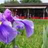 都内屈指のハナショウブの名所、堀切菖蒲園と都立水元公園で「2025葛飾菖蒲まつり」が5月26日～6月15日に開催