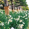 早春を告げる水仙　城ヶ島でまつり