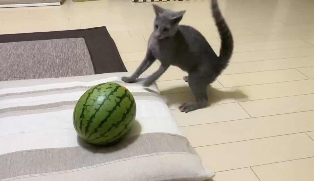 ネコが座布団の上に鎮座する『スイカ』と出会った結果…突然始まった