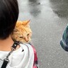 大雨の日に『ずぶ濡れの子猫』を保護して１年…感動的すぎる『家族との話』が197万再生「久々に泣いてしまった」「涙がでる」の声