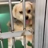 飼い主によって収容所に持ち込まれた犬→必死で檻をカリカリして…現在も続く行動と『意味の違い』に涙「幸せなカリカリで泣いた」と3万再生