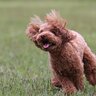 犬がはしゃぎすぎる時のリスク4つ　興奮してしまいがちな場面や正しい対処法とは