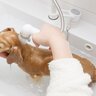 犬が『シャワーを嫌う』理由3つ　苦手を克服してもらうためにできる対処法とは