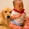 赤ちゃんが大型犬に愛されすぎた結果→『どこにも行って欲しくない』と訴える光景が48万再生「可愛すぎｗ」「お世話したいのかな」と絶賛の声