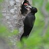 北海道を代表する鳥、クマゲラ｜大橋弘一の「山の鳥」エッセイ