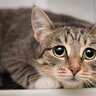 猫が出している見逃し厳禁な『助けて』サイン7選　言葉で言えない猫たちのSOS