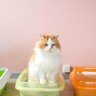 猫のトイレにまつわる『4つのマイルール』知っているとトイトレや粗相の防止にも役に立つかも