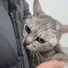 猫2匹を『大嫌いな予防接種』につれて行ったら…可愛すぎる『文句連発』が3万1000再生「健康の為や、堪忍な…」「注射頑張ったね」の声