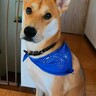 元野犬に父と母が『大好き』と伝えたら…差がありすぎる『リアクションの違い』が7万再生「お母さんは特別なんだねｗ」「デレデレでかわいい」