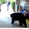 自宅ガレージでクマと遭遇　冷静すぎる男性の姿に驚きの声（カナダ）