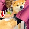 『病院で注射を打った犬』が泣き叫んでしまったら、そばにいた大型犬が…とんでもなく尊い『まさかの光景』が28万再生「感動」「優しすぎる」