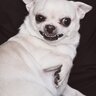 犬から『嫌われる人』がしがちなタブー行為４選　不安や恐怖を感じさせてしまう絶対NG行為とは？
