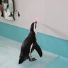 かわいいペンギンたちに会える、触れる！？「ペンギンカフェ