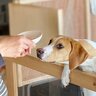犬がご飯を前に『興奮状態』になっているときのNG行為4選　興奮を助長させる飼い主の行動とは？