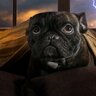 犬が『何かに怯えている時』にする仕草や行動6選　飼い主が取るべき対処法とは？