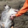 犬の『噛み癖』どうすれば治る？噛んでしまう理由からやめさせるための改善策まで