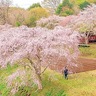 中井町　まつもと滝桜を囲もう　３月22日にお花見会