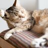 愛猫の『毛の状態が悪くなる』原因5選とキレイに戻す方法　病気の場合も…