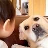 いつも赤ちゃんの側にいる大型犬…"面倒な顔"をしつつも『必ず近くで見守る姿』が115万再生「一緒に子育てしてる感覚なのかな」「優しすぎ」