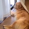 お父さんが2日間の出張へ→家で待っていた大型犬が…再会の瞬間『キレながら喜ぶ光景』が84万再生「日本一のお出迎え」「健気で泣ける」