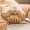 愛猫の『寝方』からわかる、あなたへの4つの愛情レベル！愛している人にしか見せない尊い寝姿とは？