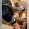 昔に大きな手術をしたおじいちゃん→マッサージしていたら、犬が勘違いして…まさかの行動に悶絶の声「大好きなのね」「可愛い」と２万再生