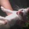 『草むらで鳴いていた子猫』を保護した結果、思わぬトラブルが……数日間の記録が5万3000再生「幸せになってね」「保護されてよかった」