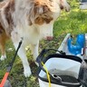 初めて『釣れたての魚』を見た犬→ぴちぴちと跳ねている光景に…100点満点なリアクションが9万再生「ガン見ｗ」「ピュアすぎて可愛い」
