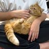 見よ！これが甘え方というものだ！　堂々たる甘えぶりをお手本に見せる兄猫